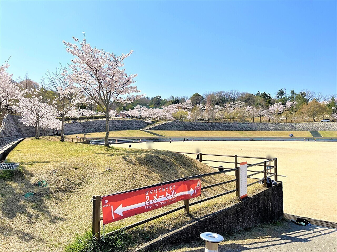 広場の周りを囲むように咲く桜