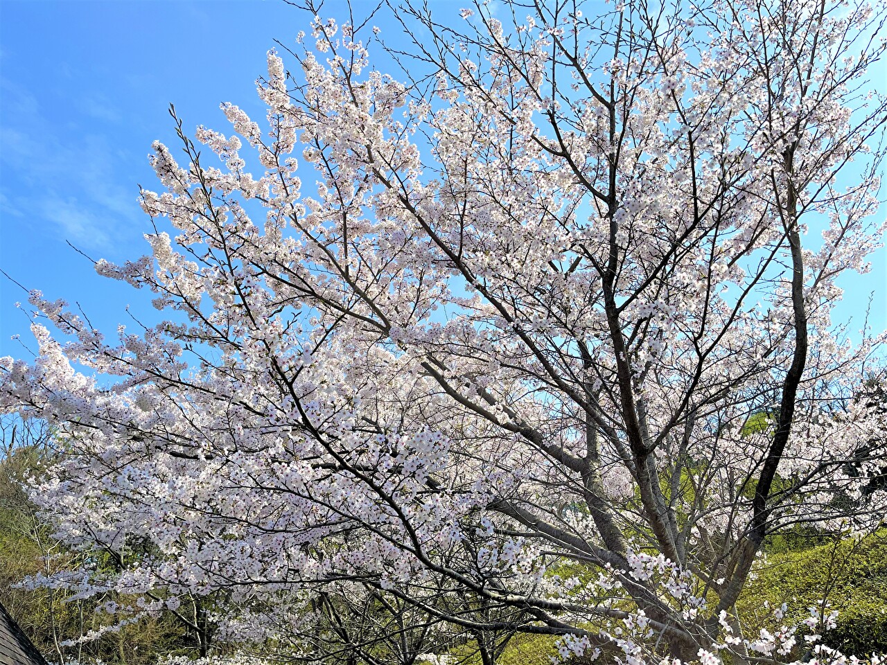 満開の桜