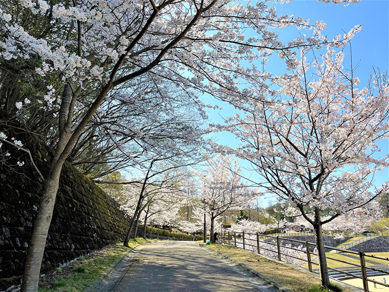 広場横の桜のトンネル