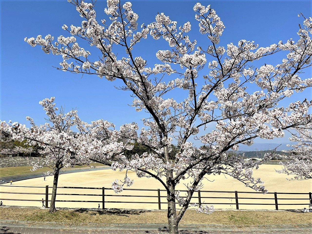 桜越しに見る多目的広場