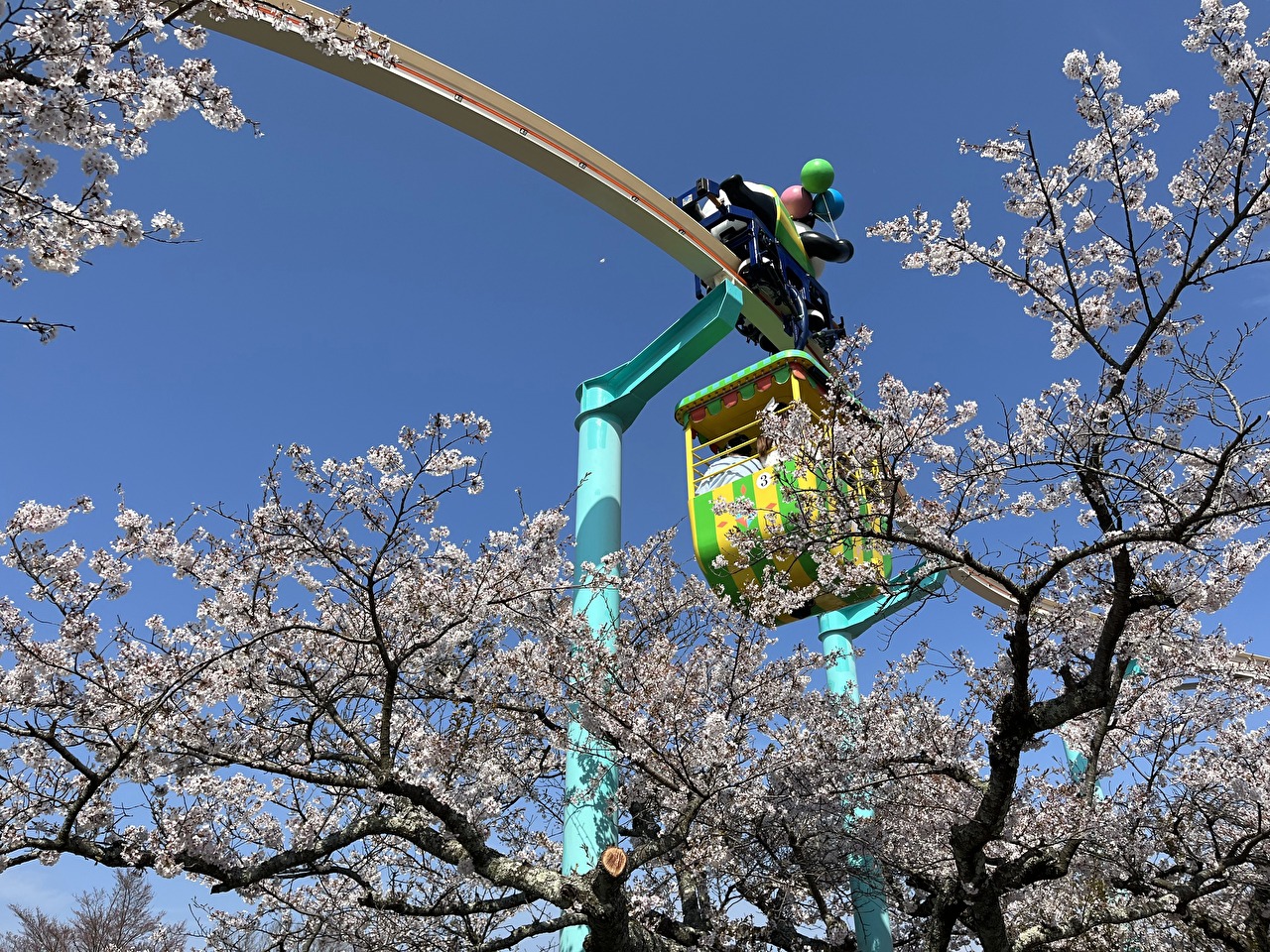 桜の上をとおるプカプカパンダ