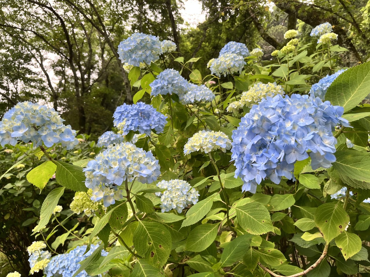 長弓寺の参道のあじさい