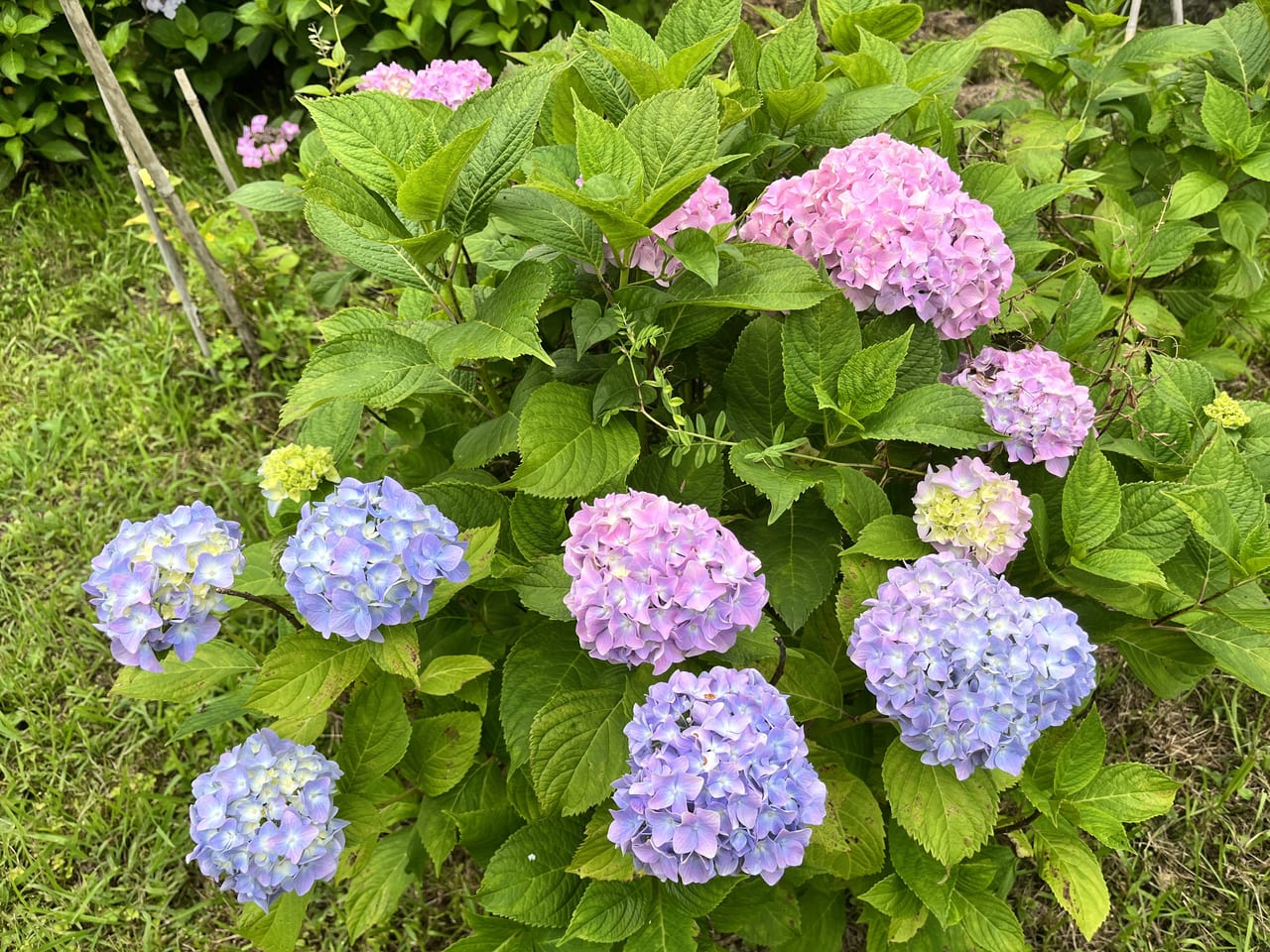 長弓寺の参道のあじさい