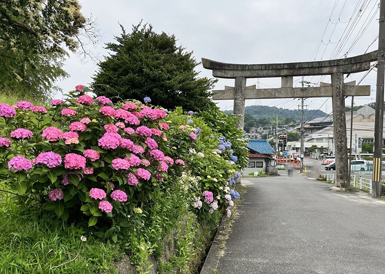 鳥居を入ってすぐのあじさい