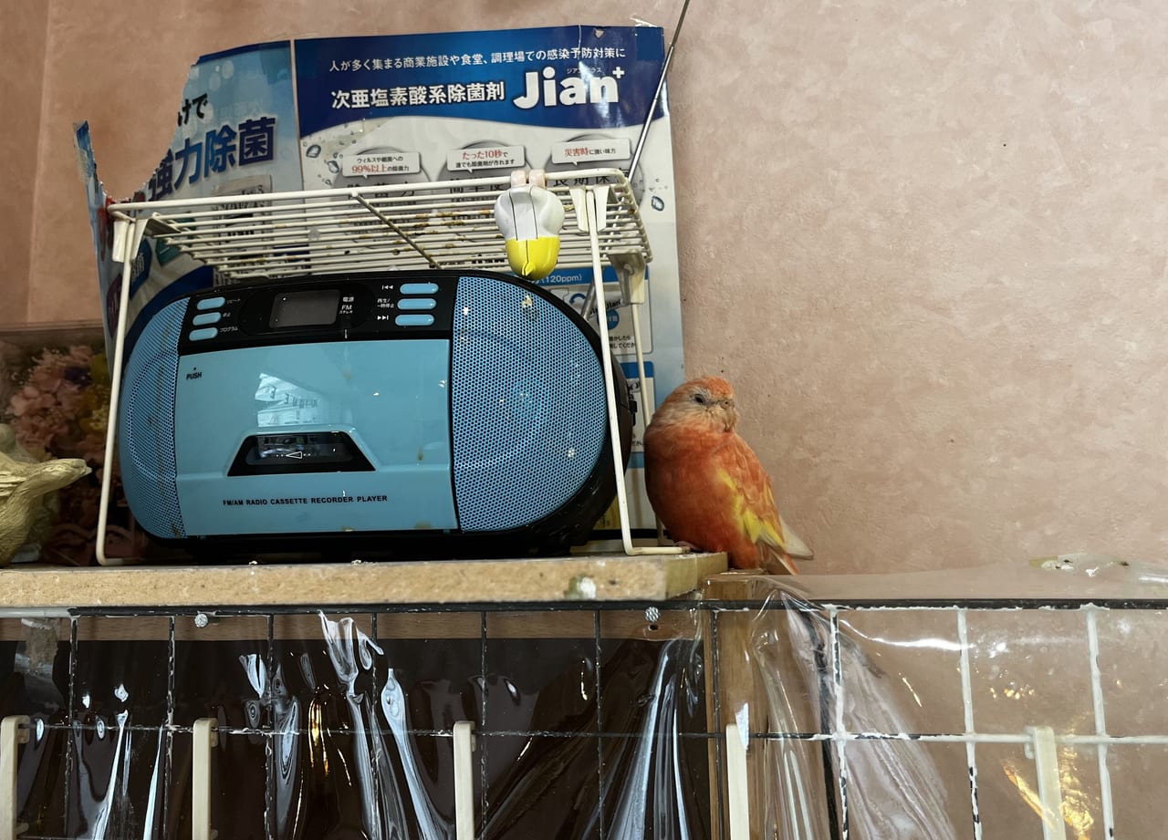 アキクサインコ